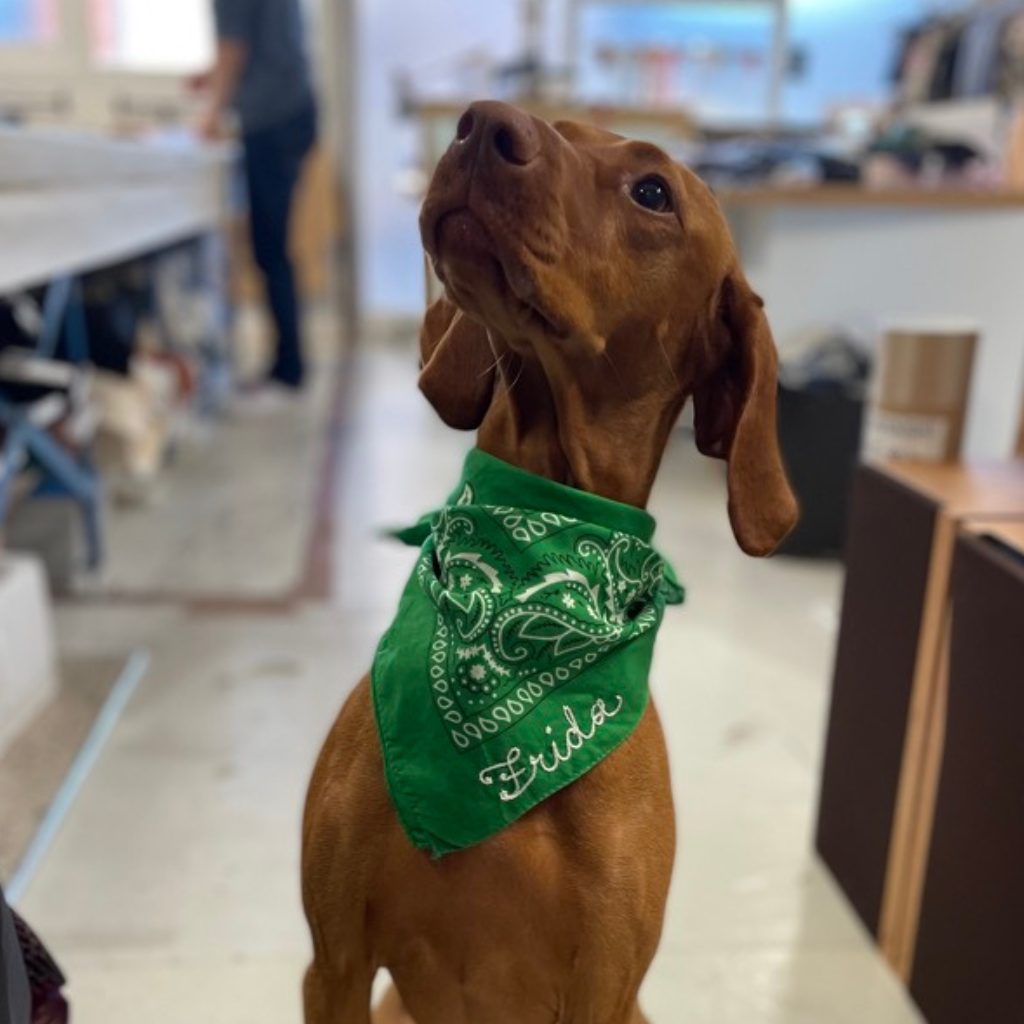 A brown dog wearing a green custom chai stitched bandana