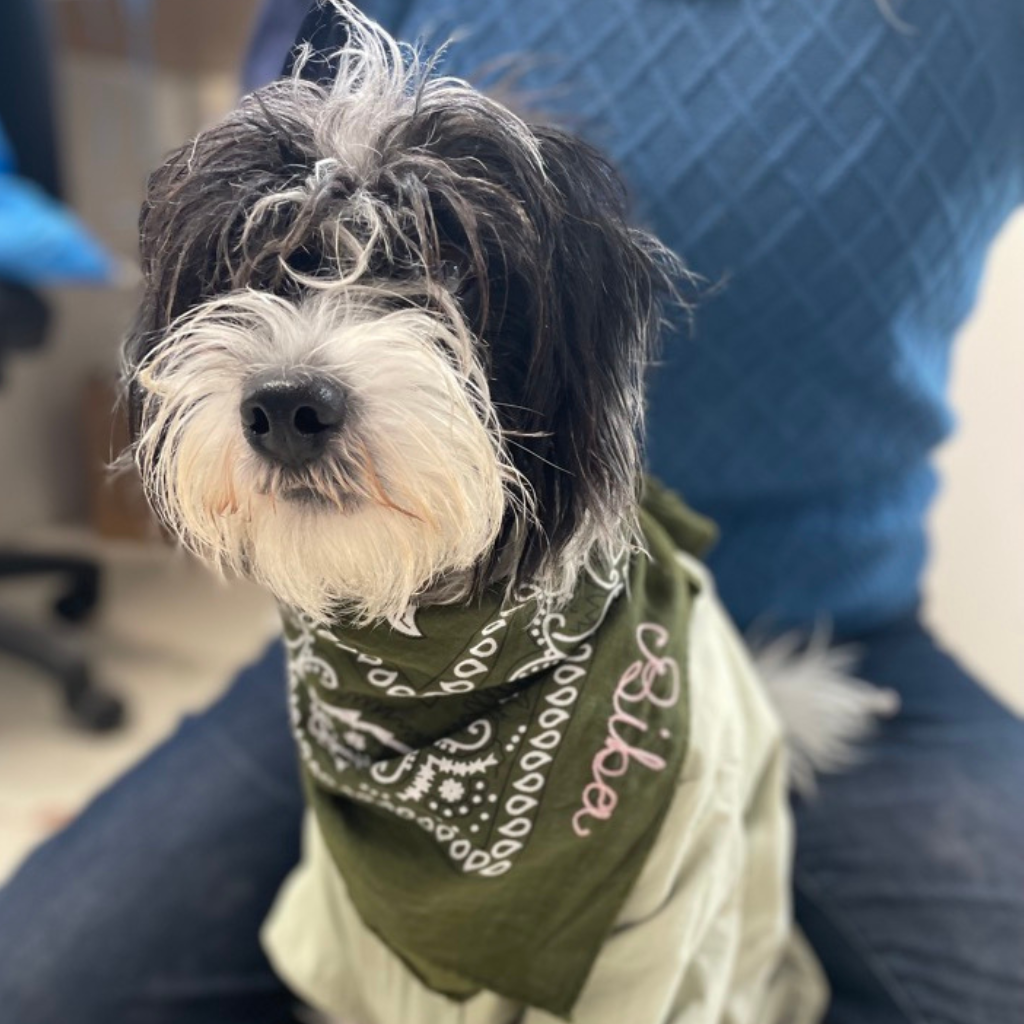 A dog wearing a customchain stitched  bandana