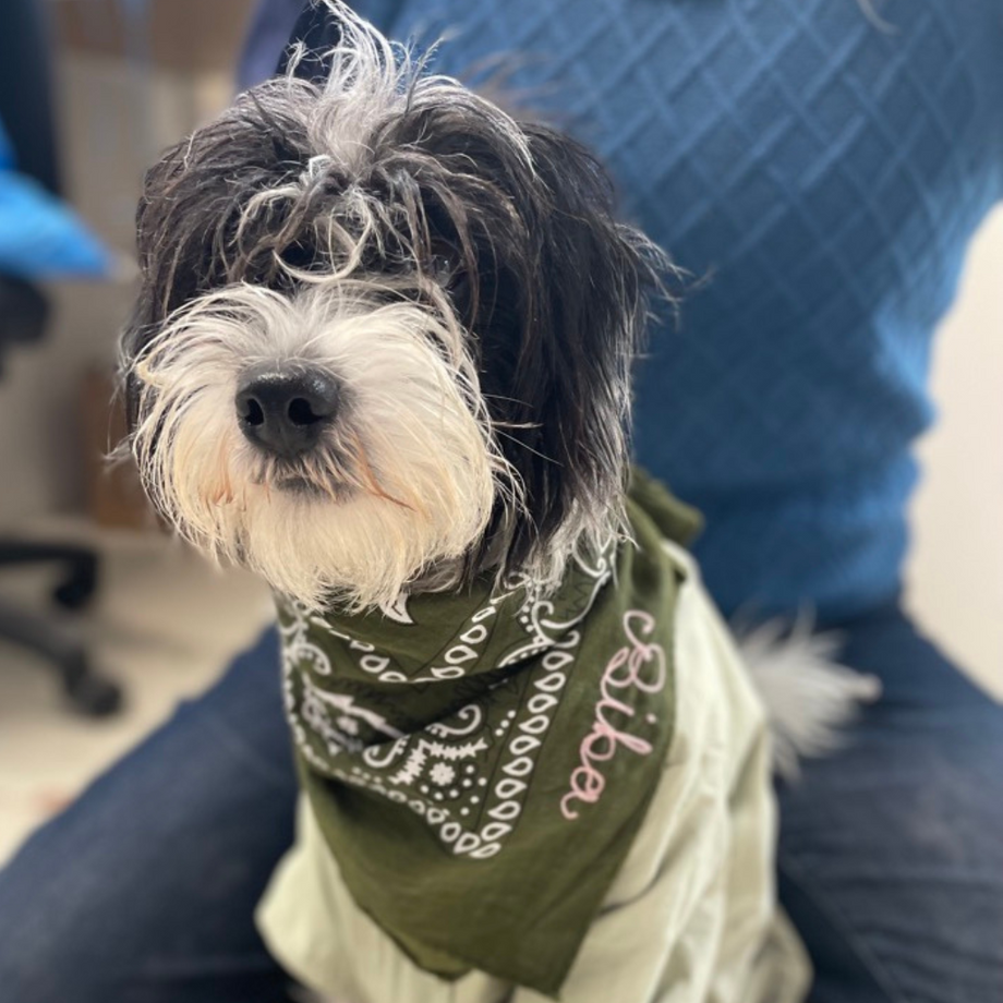 Custom Chain Stitched Bandana Custom Dog Bandanas Pineandbear