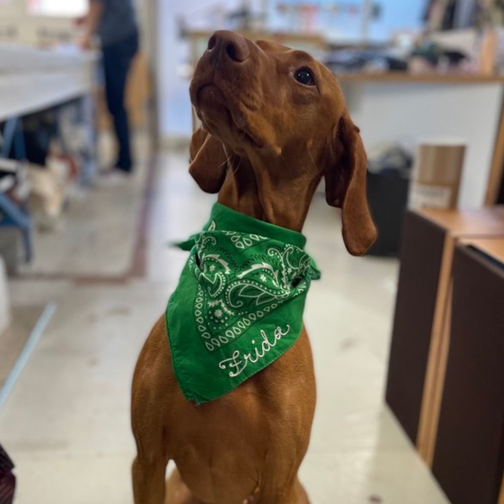 A dog wearing a custom chain stitch bandana